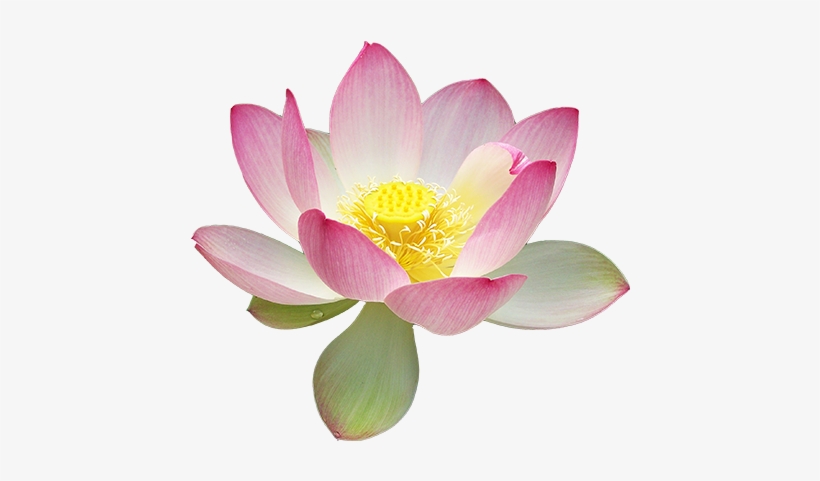 Ananda India Online - Lotus Blossom Realistic Lotus Drawing, transparent png #2480879