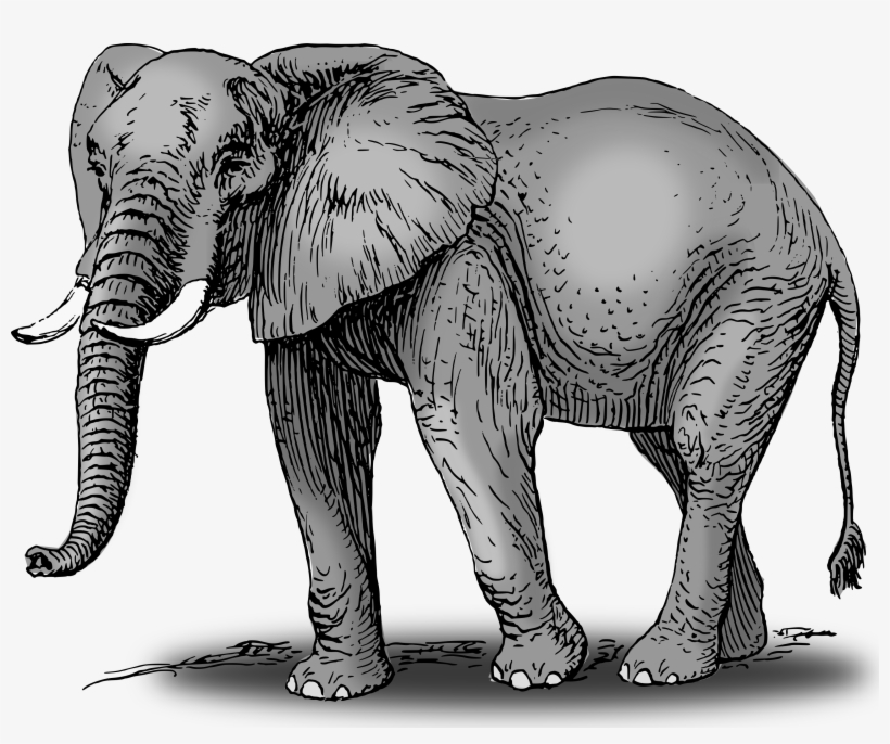 Picture Library Library Colorful Frames Illustrations - African Elephant Shower Curtain, transparent png #2481615