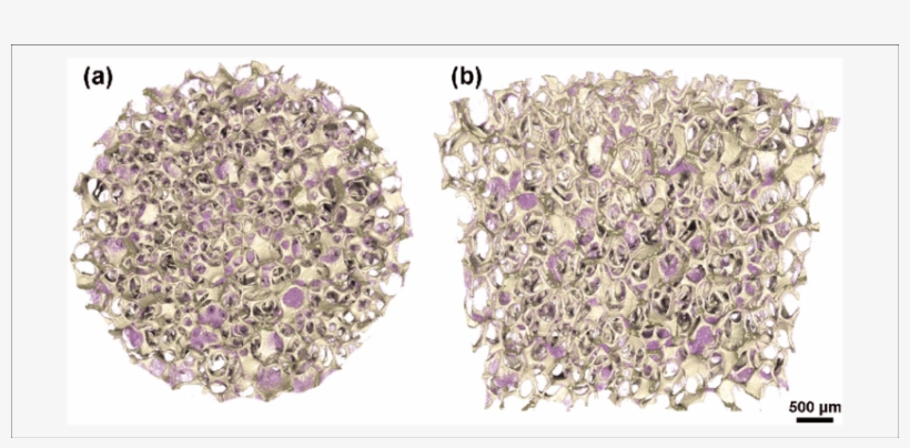 D Micro Computed Tomography Models Of Alginate Coated - Earrings, transparent png #2481617