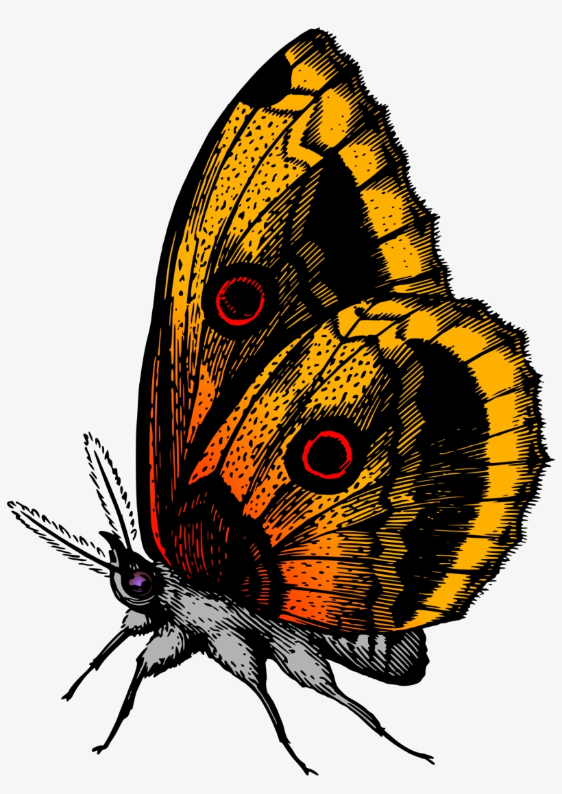 This Free Icons Png Design Of Butterfly 18, transparent png #2483317