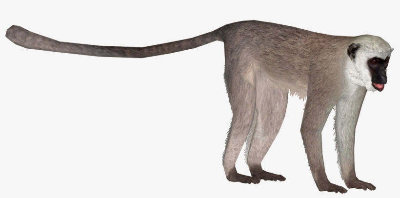 Hanuman Langur - Vervet Monkey Png, transparent png #2483973