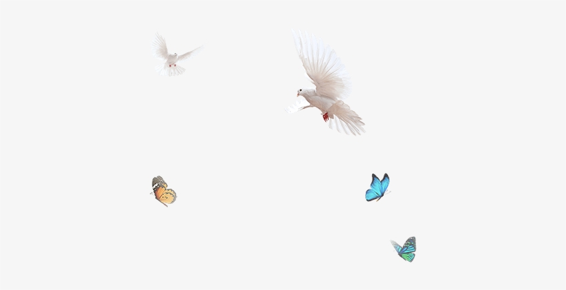 Birds Radha-kirsh Swing - Star Bharat, transparent png #2484343