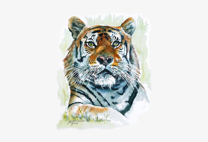In Order To Offer A Wider Selection Of Merchandise, - Siberian Tiger, transparent png #2485320
