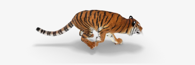 Safari Park Tiger - Tiger Running Png Hd, transparent png #2485350