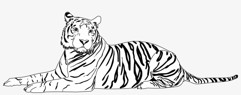 Tiger - Cat, transparent png #2485465