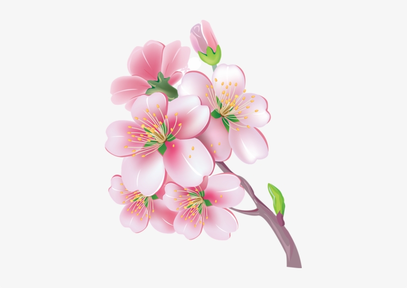 Sakura Vector, transparent png #2485811