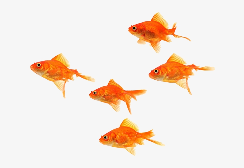 Download Fish School Png Clip Art Free Stock Sea Free Transparent Png Download Pngkey