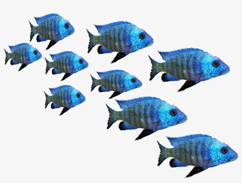 Fish, Fish Swarm, Perch, Sea, Lake, Water, Nature - Fish, transparent png #2486563