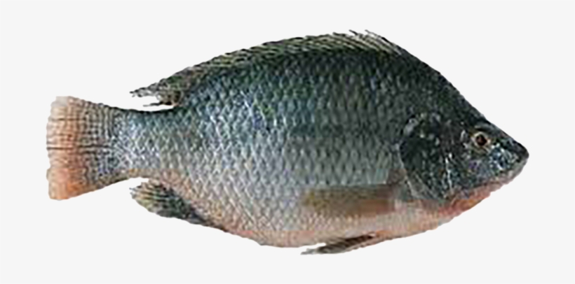 Tilapia - Fish Cold Storage Banner, transparent png #2486586