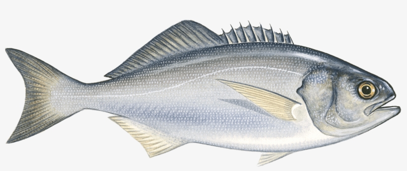 Butterfish Png, transparent png #2486648