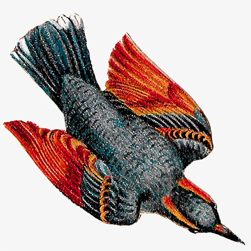 Bluejay Drawing In Flight - Drawing, transparent png #2487957