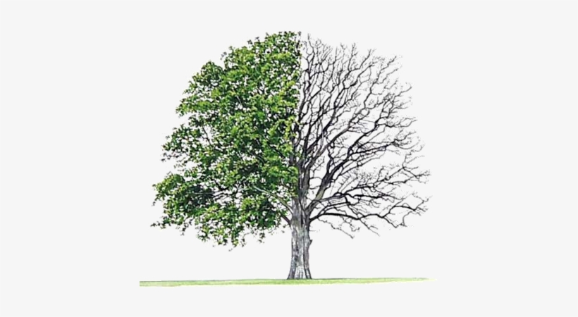 Earth Day Special April - Bur Oak Tree, transparent png #2488552