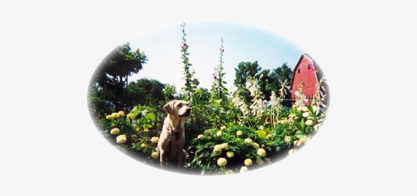 The Garden Angels And Other Volunteers Watch Over And - Harrier, transparent png #2490334