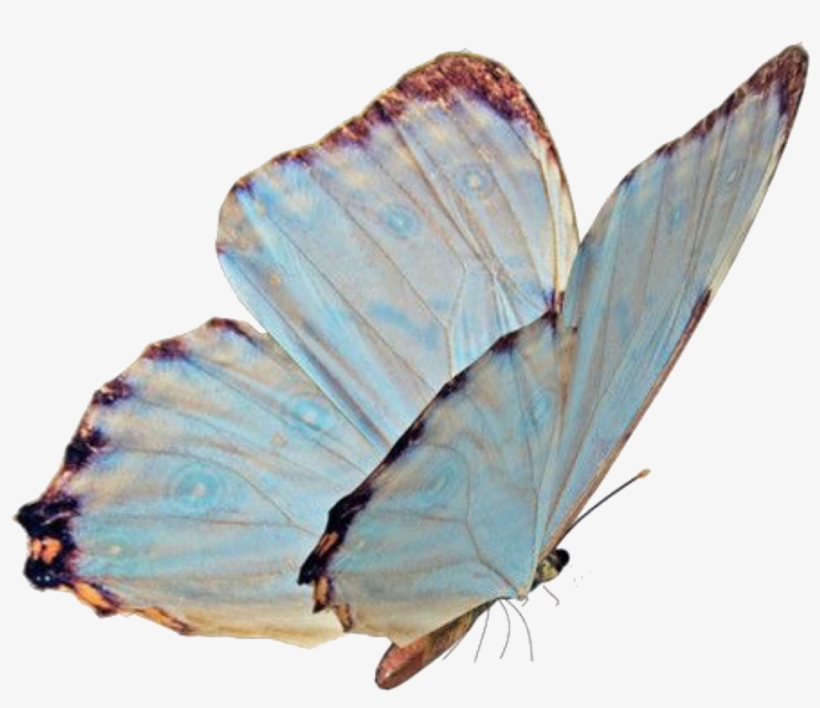 55 Images About Niche Memes - Lycaenid, transparent png #2490487