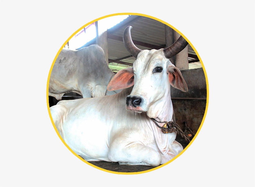 Cow Transparent Beautiful - Cow Png India, transparent png #2492717