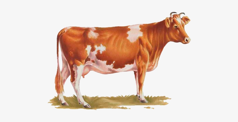 Cow Png Image Cows Picture - Indian Cow Png, transparent png #2492725