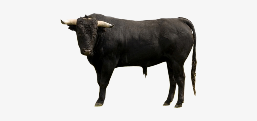 Indian Ox Png - Spanish Bulls, transparent png #2492829