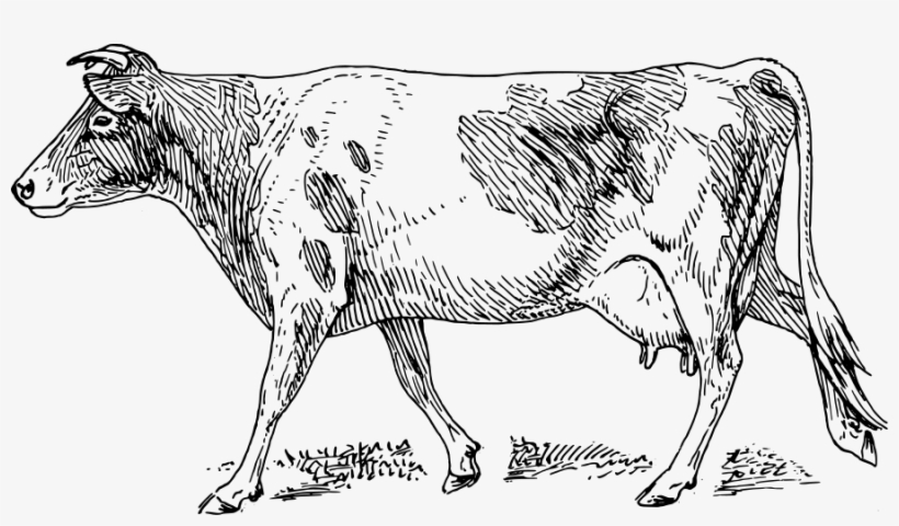 Indian Cow Png Download - Cow Pig And Chickens, transparent png #2492966