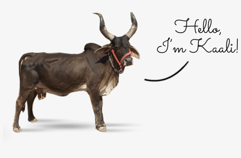 Indian Zebu Kali - Kali Linux, transparent png #2493002