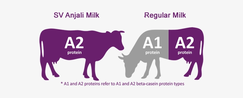 While Our India Based Native Cows Still Produce A2 - Cow Vector, transparent png #2493184