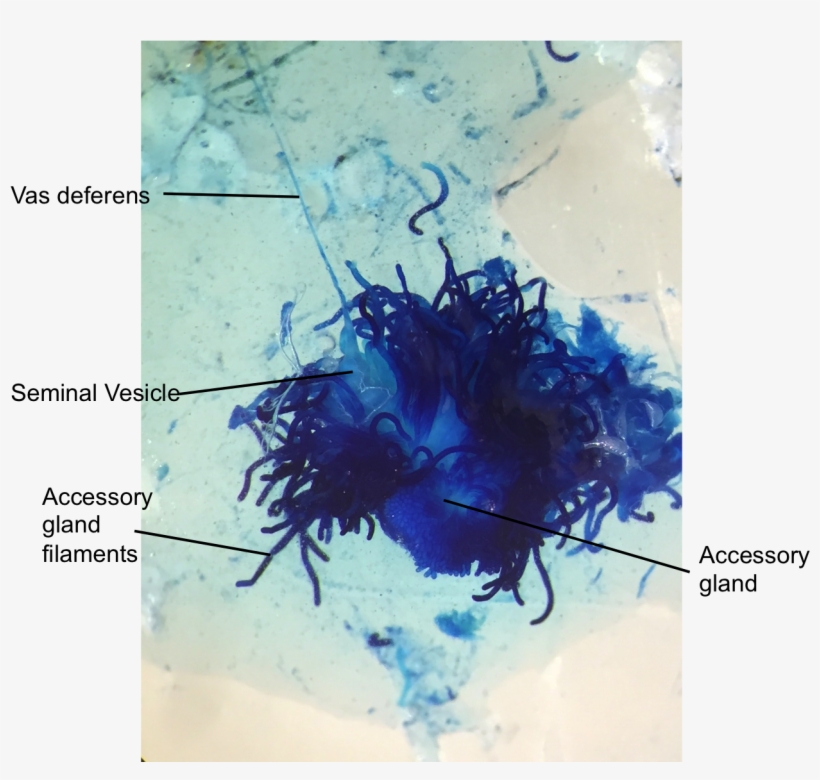 Female Cricket - - Visual Arts, transparent png #2496452