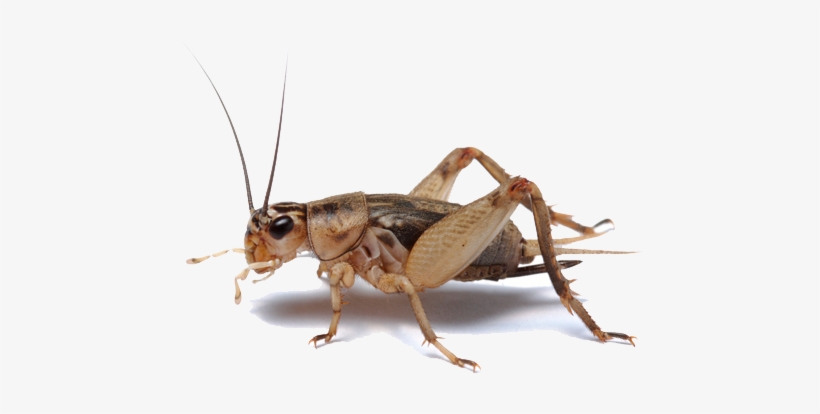 Image Library Stock Pest Control Bakersfield Safeguard - Cricket Bug, transparent png #2496807