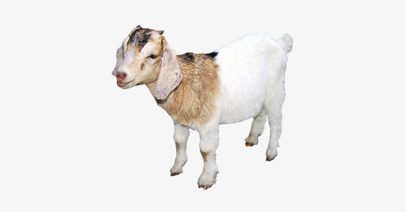 Goat Transparent Outline - Domestic Animals Images Png, transparent png #2498187