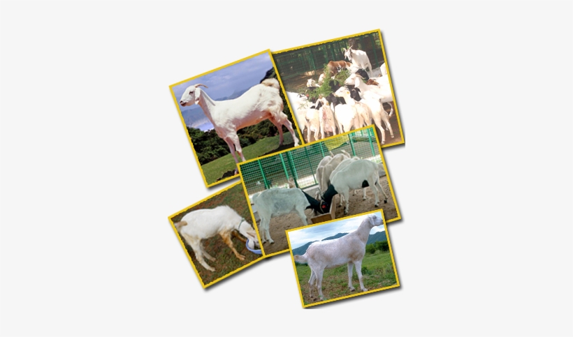 Feeding Management Of Goats - Goat Feed Tree In Tamilnadu, transparent png #2498393