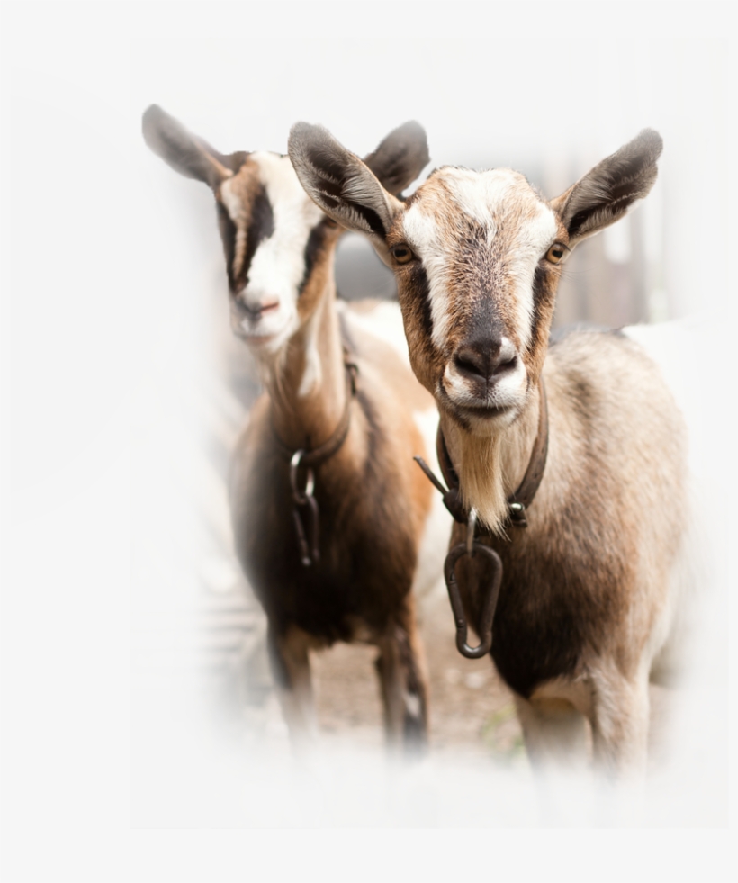 Chaffhaye For Goats - Goat, transparent png #2498395