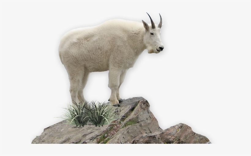 Mountain Goat Png, transparent png #2498423