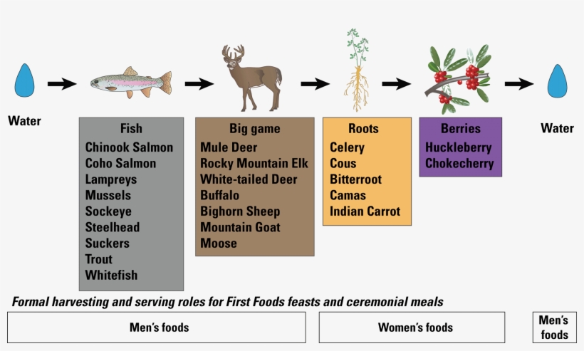 An Example Of The Serving Order Of The Confederated - White-tailed Deer, transparent png #2498721