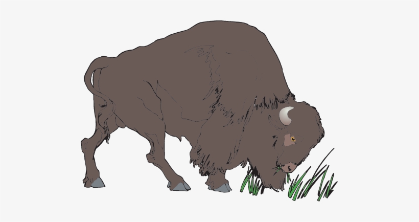 Bison - Clipart Bison, transparent png #2498745