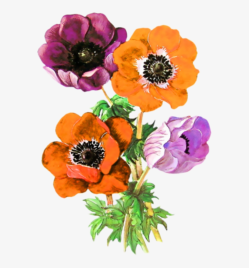 Винтаж Винтаж Винтаж 0 De873 Cb1f02e3 Orig - Anemone Adonis Flower, transparent png #2499047