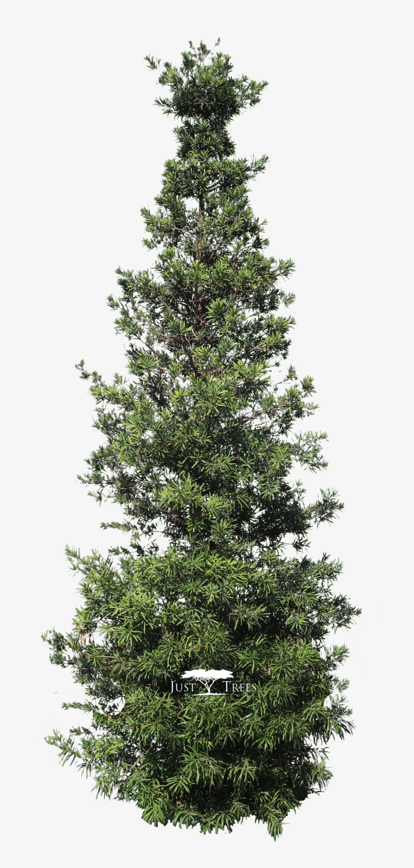 Podocarpus Latifolius, transparent png #2499604