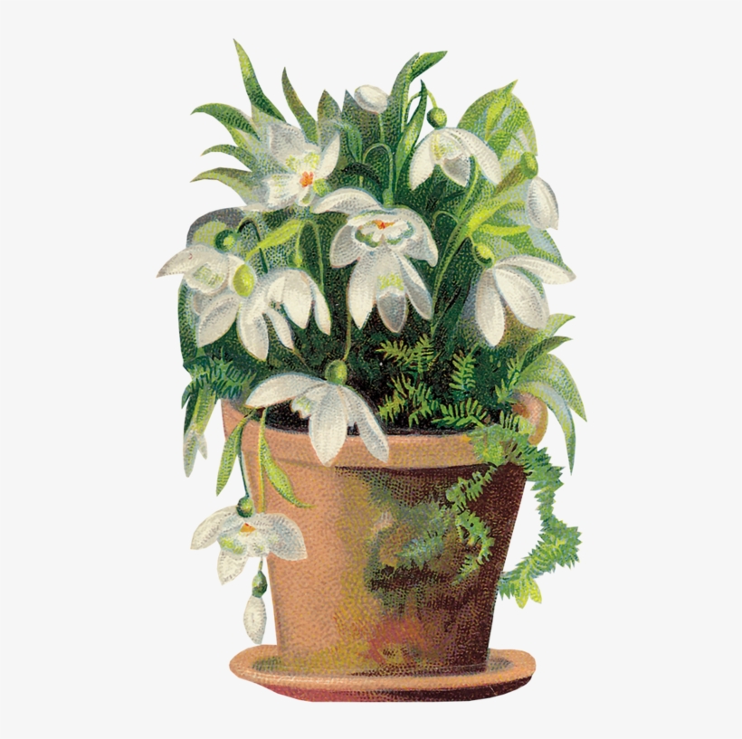 Tubes Victoriens / Fleurs - Art Print: David's Corbeille, Perce-neige, 20x20in., transparent png #2499696