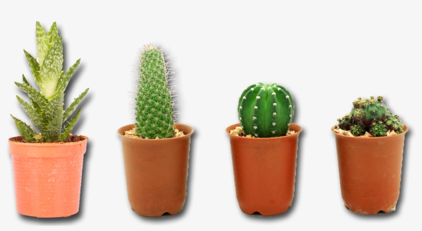 Cactus Plant Png Image - Cactus Plant Png, transparent png #250736