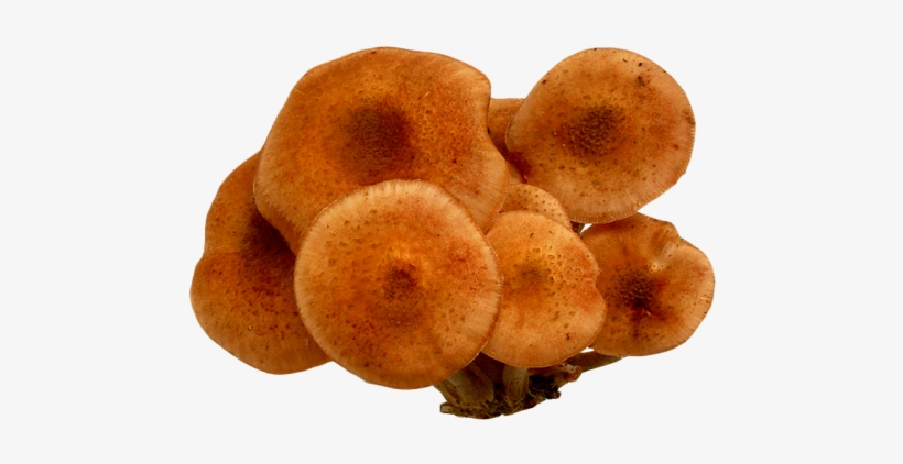 Download Mushroom Png Image - Mushroom, transparent png #250948