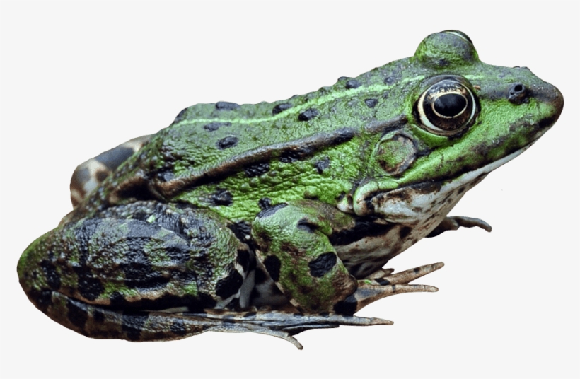 Frog Png Image - Portable Network Graphics, transparent png #251042