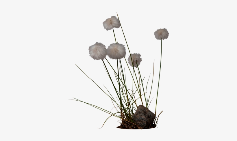 Cotton Grass - Cotton Plant Png, transparent png #251068