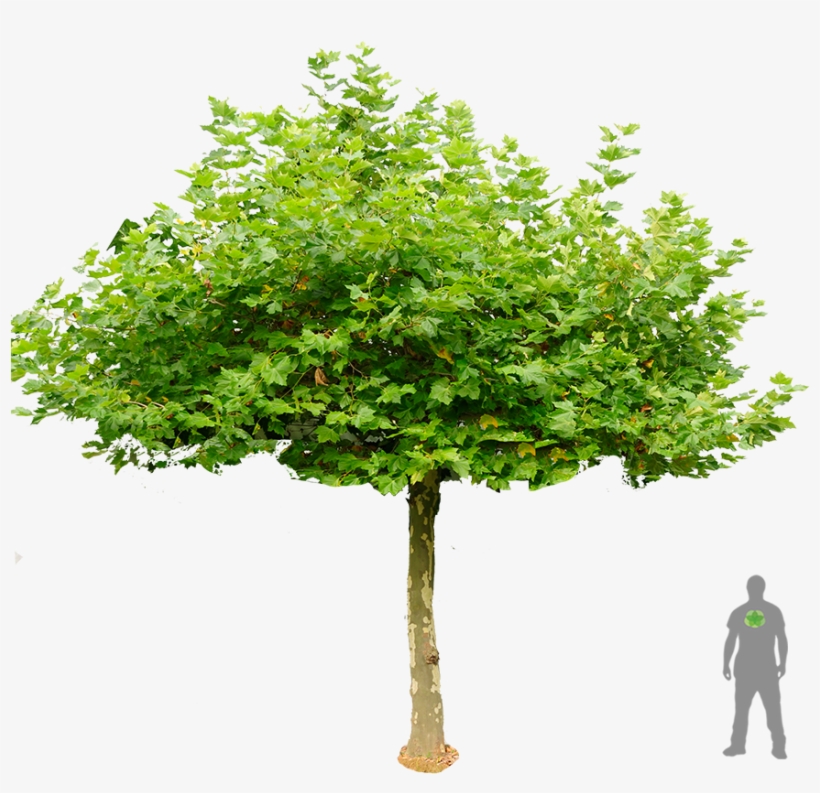 Dach Platane Boom Plataan Dakplataan Groen Shrubs, - Dachplatane Png, transparent png #251130