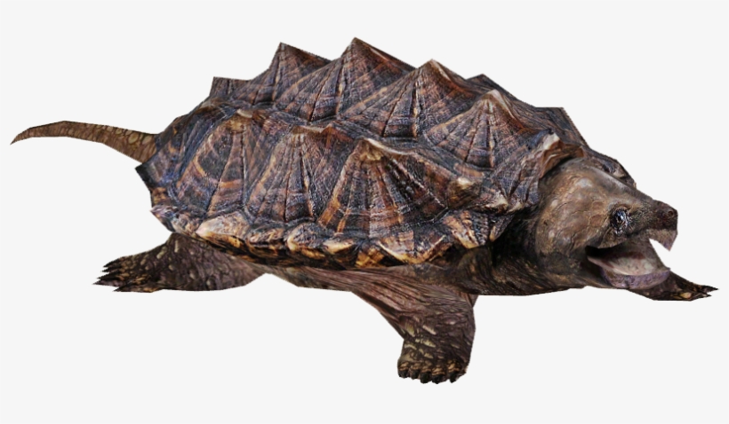 Alligator Snapping Turtle - Snapping Turtle Png, transparent png #251176