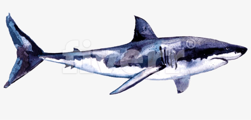 Great White Shark, transparent png #251803