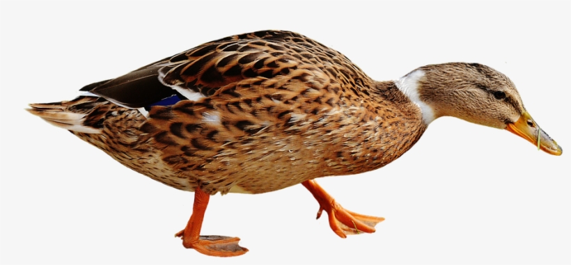 Download Png Image Report - Aves De Corral Png, transparent png #252275