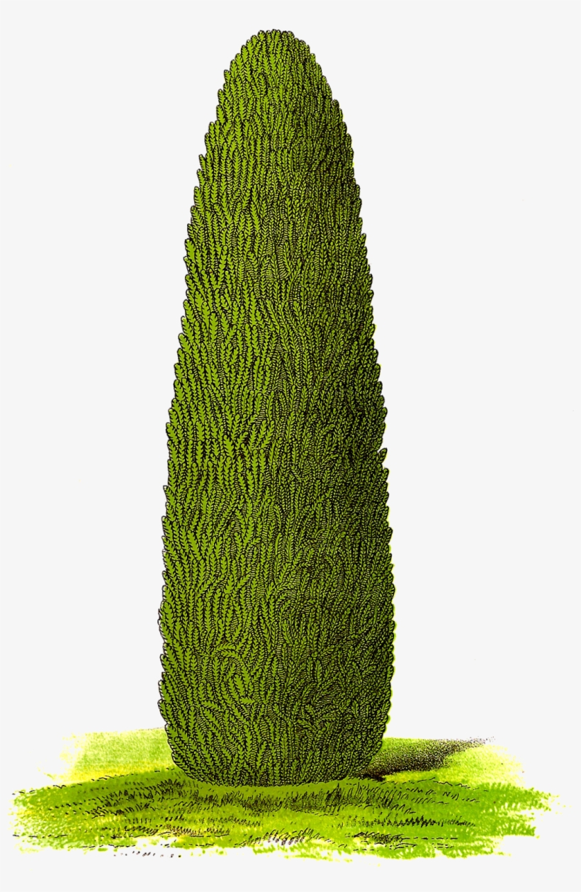 Digital Download Tree Clipart - Png Botanical Tree, transparent png #252486