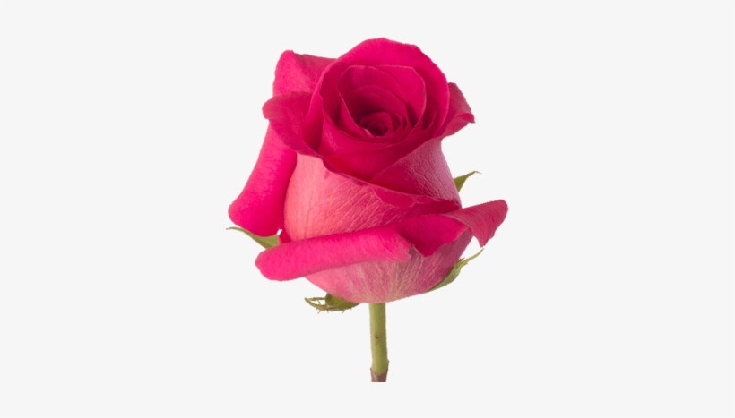 Pink Roses - Dark Pink Roses Png, transparent png #253259