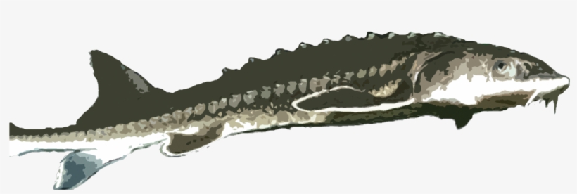 Sturgeon - Serrated Blade, transparent png #253554