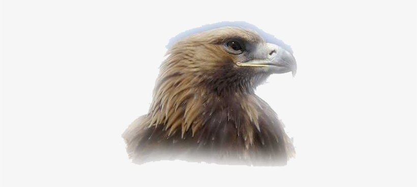 Eagle Head Png Clipart - Sport Club Corinthians Paulista, transparent png #253821