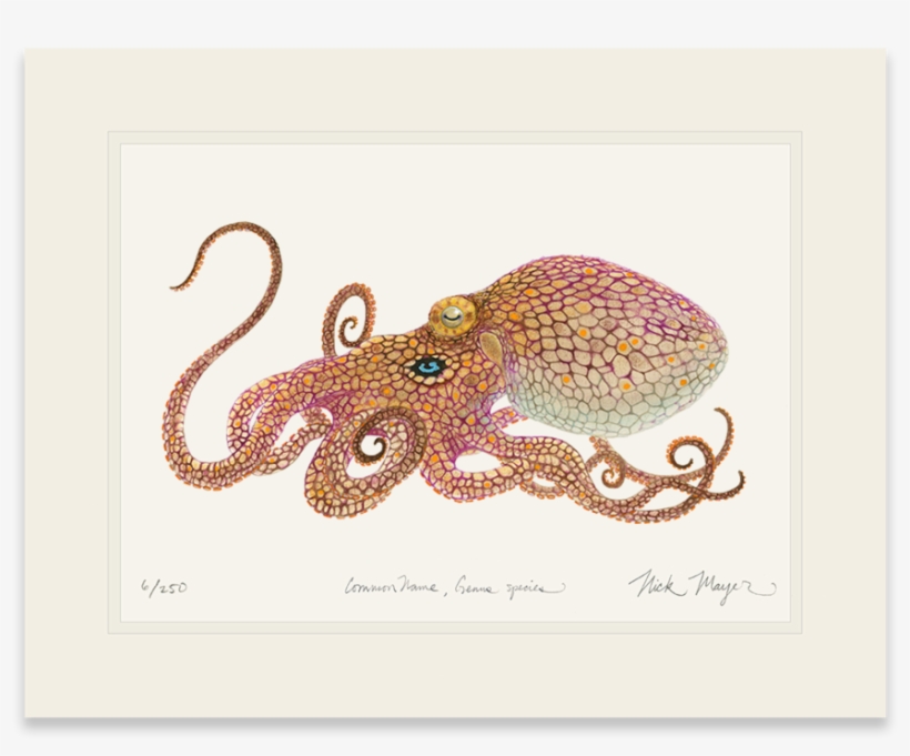 California Two Spot Octopus, transparent png #254398