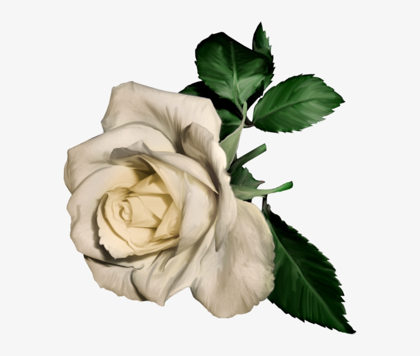 3d White Rose - White Rose Painting Png, transparent png #254502