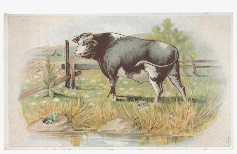 Lion Coffee The Frogs And The Bull Victorian Advertising - Advertising, transparent png #254560